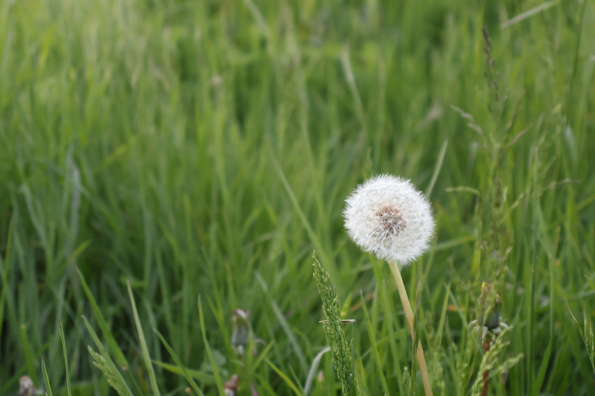 A single dandelion seed head standing in long green meadow grass.